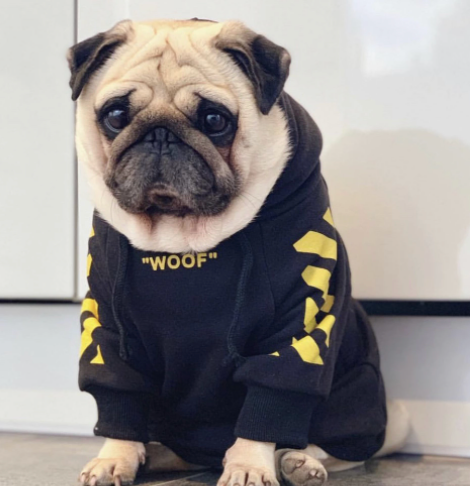 Pug dog outfits best sale