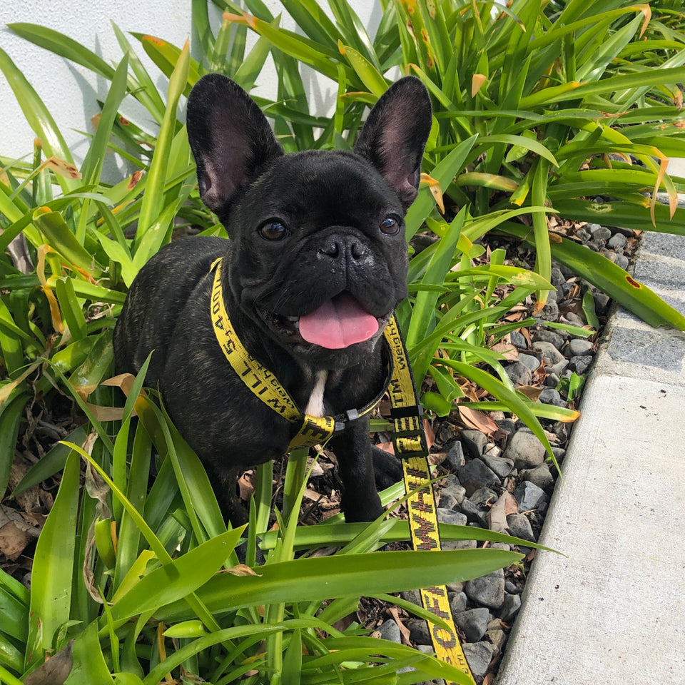 Woof-White Harness & Leash